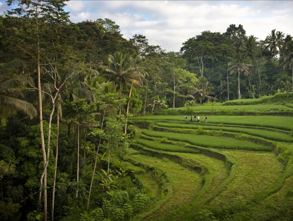 Koichiro Ikebuchi -巴厘岛科莫香巴拉度假酒店 COMO Shambhala_Como-Shambhala-Estate-Bali-natural-surroundings-views-of-rice-terraces.jpg