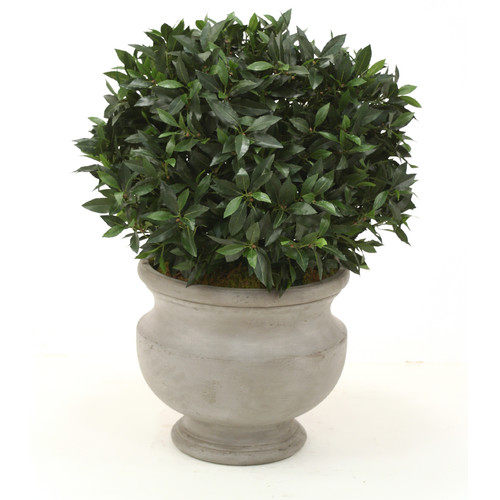 绿色植物-纯爱_Distinctive-Designs-Sweet-Bay-Single-Ball-Topiary-in-Round-Concrete-Lite-Atlanta-Urn.jpg