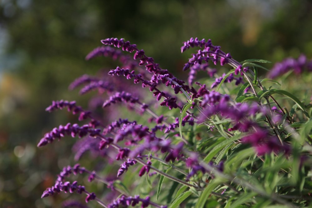 Pullman Lijiang - Mice-tail grass all over the resort 丽江铂尔曼 - 遍布酒店的鼠.jpg