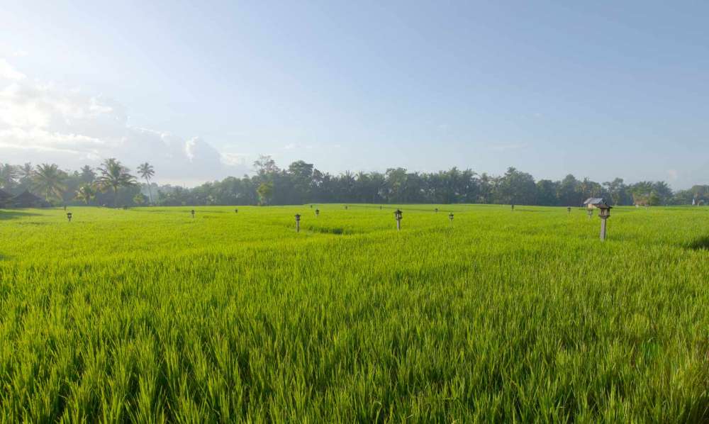 5-RiceField.jpg