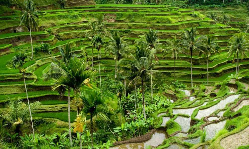 Bali-RiceTerrace.jpg