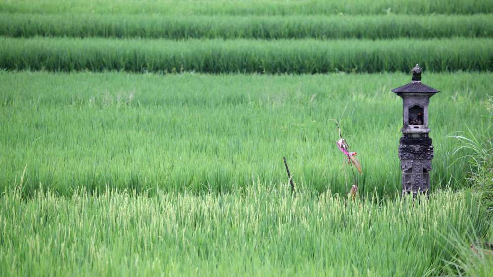 Bali-Ubud-PaddyFields.jpg