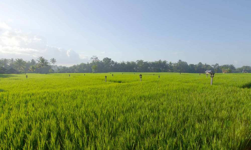 Ubud-Bali-Rice-Field.jpg