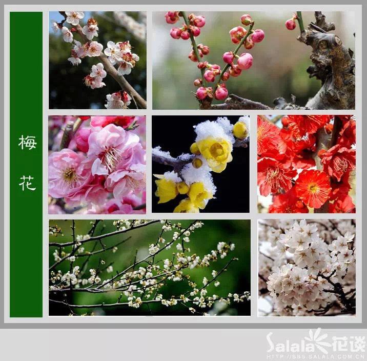 百花图谱_34.jpg