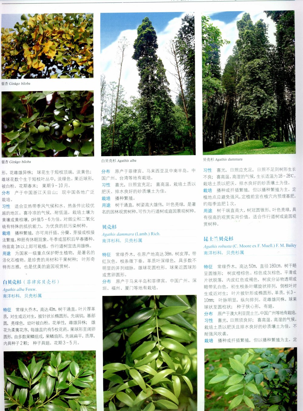 中国景观植物上(上)--H_0108.jpg