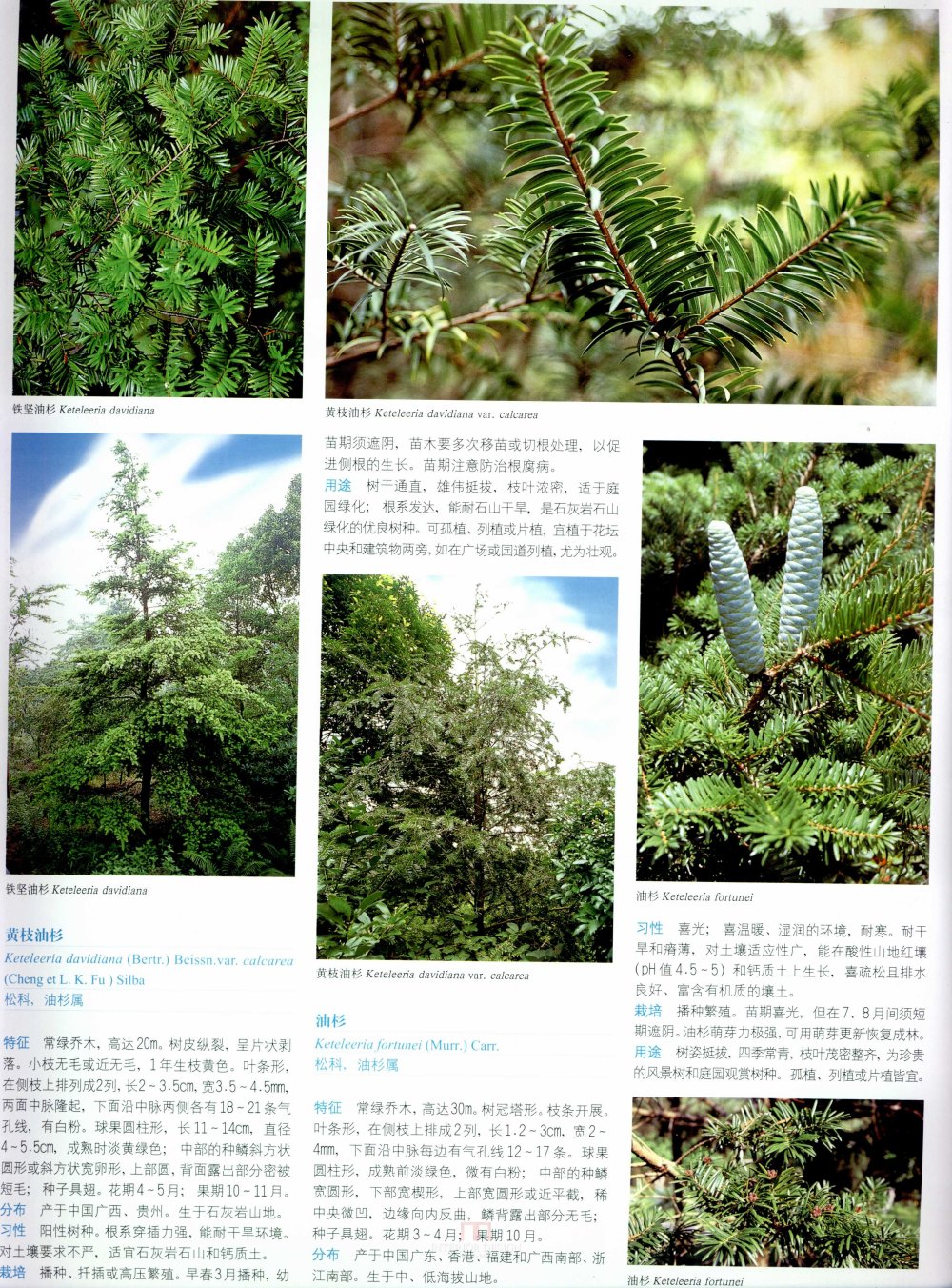 中国景观植物上(上)--H_0113.jpg