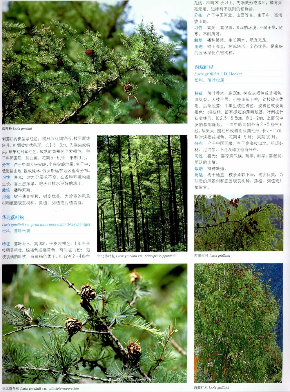 中国景观植物上(上)--H_0115.jpg