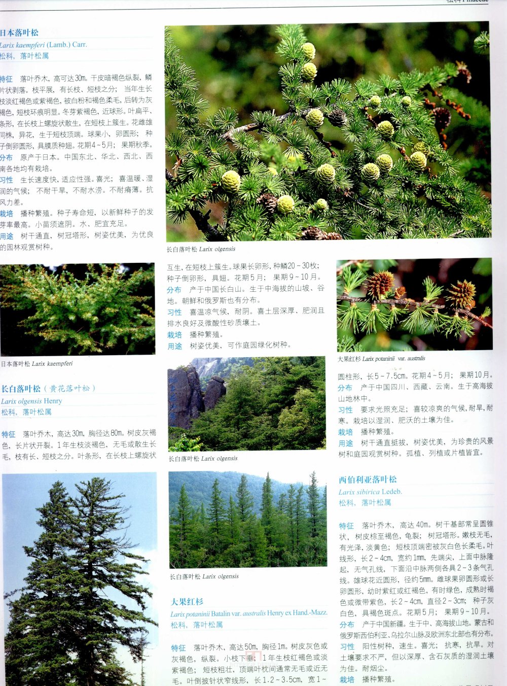 中国景观植物上(上)--H_0116.jpg