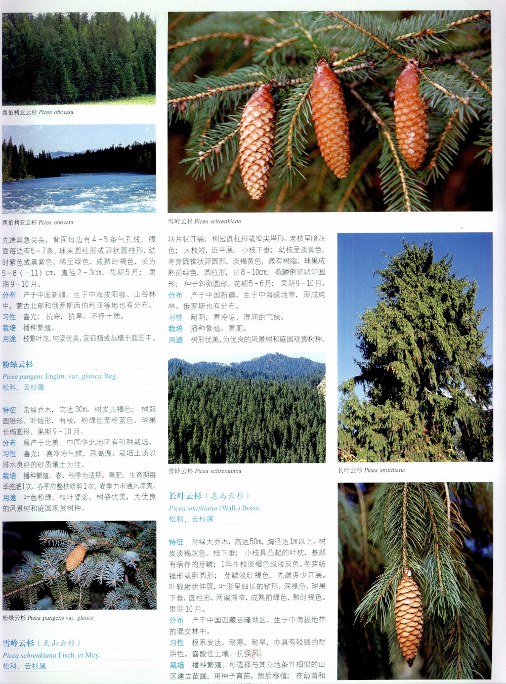 中国景观植物上(上)--H_0121.jpg