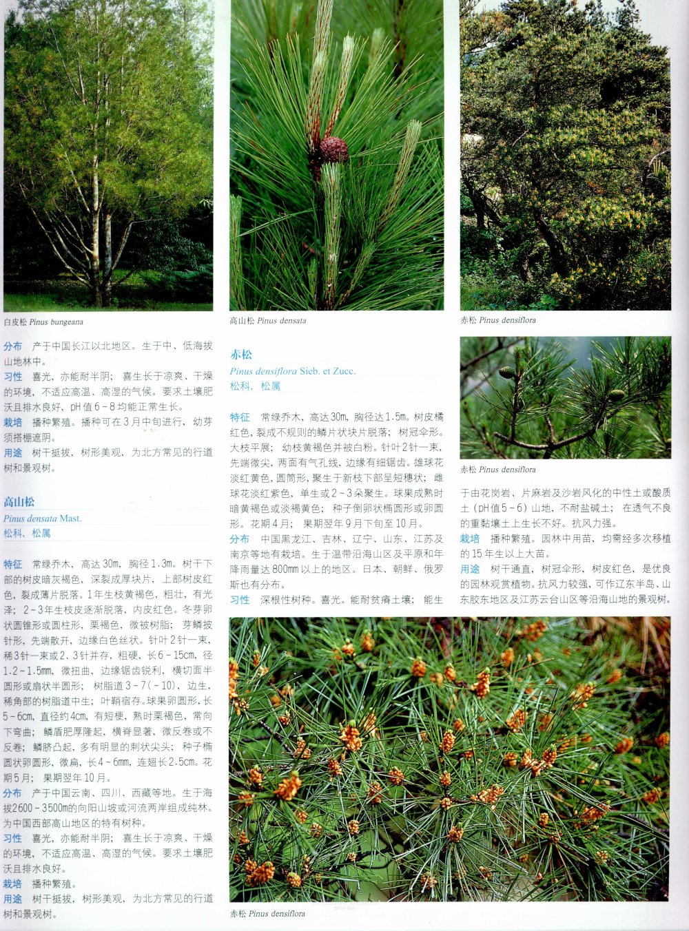 中国景观植物上(上)--H_0123.jpg