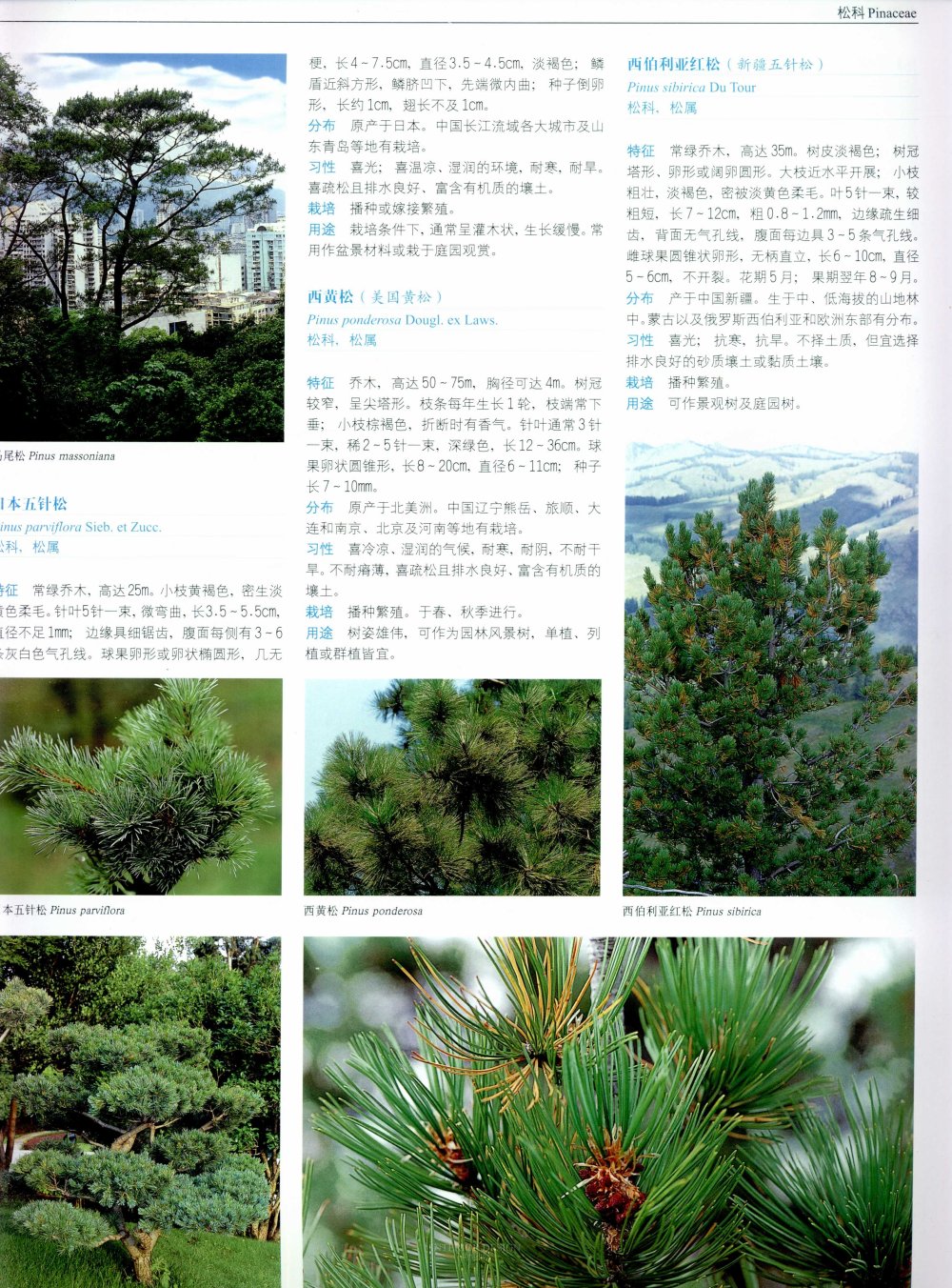 中国景观植物上(上)--H_0126.jpg