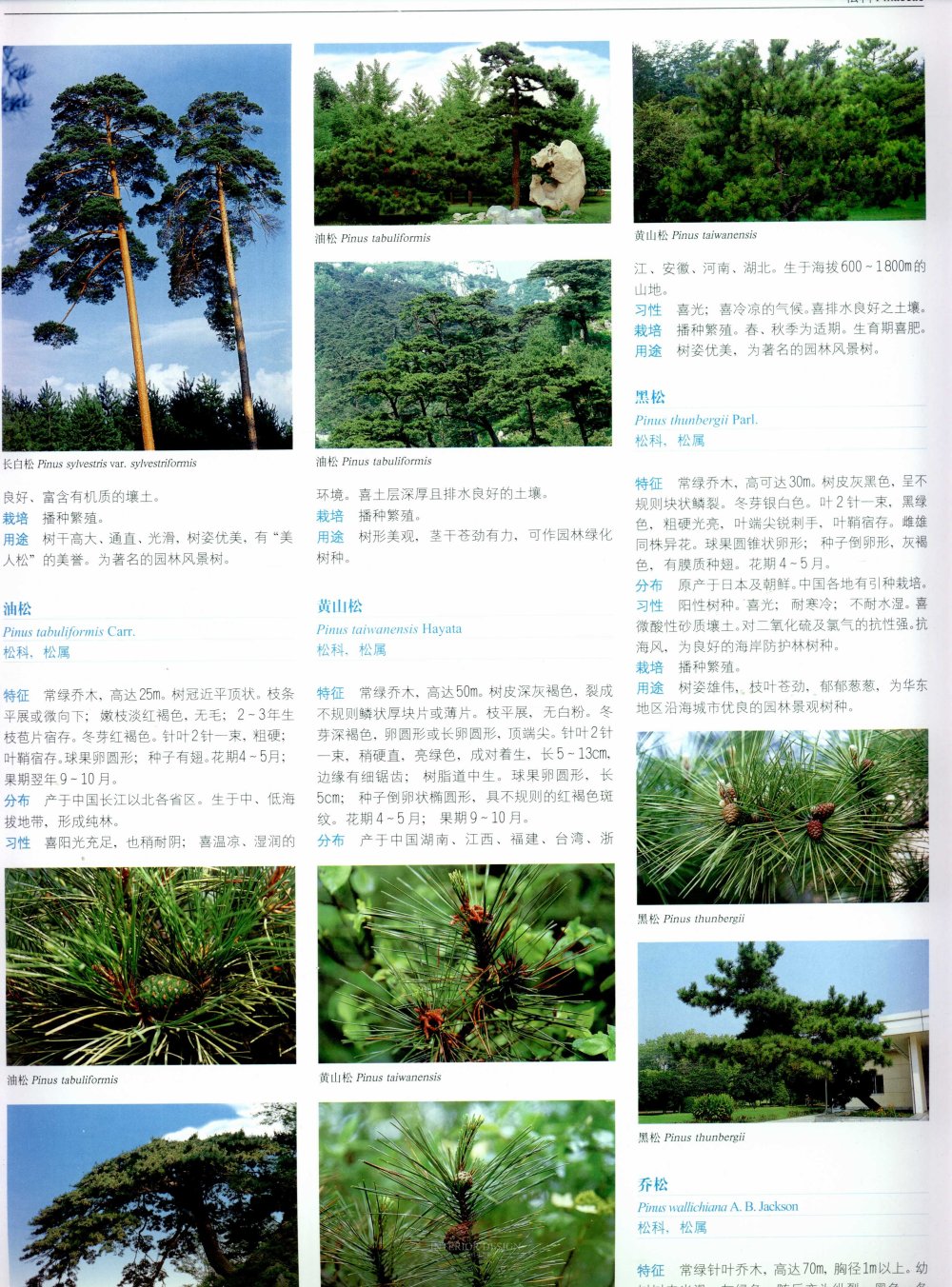 中国景观植物上(上)--H_0128.jpg