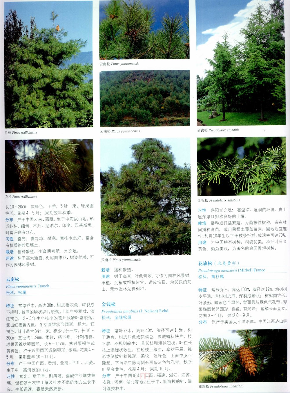 中国景观植物上(上)--H_0129.jpg