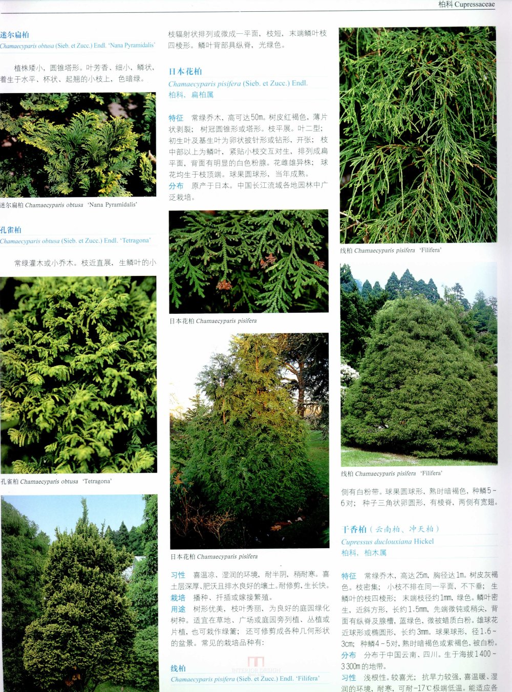 中国景观植物上(上)--H_0138.jpg