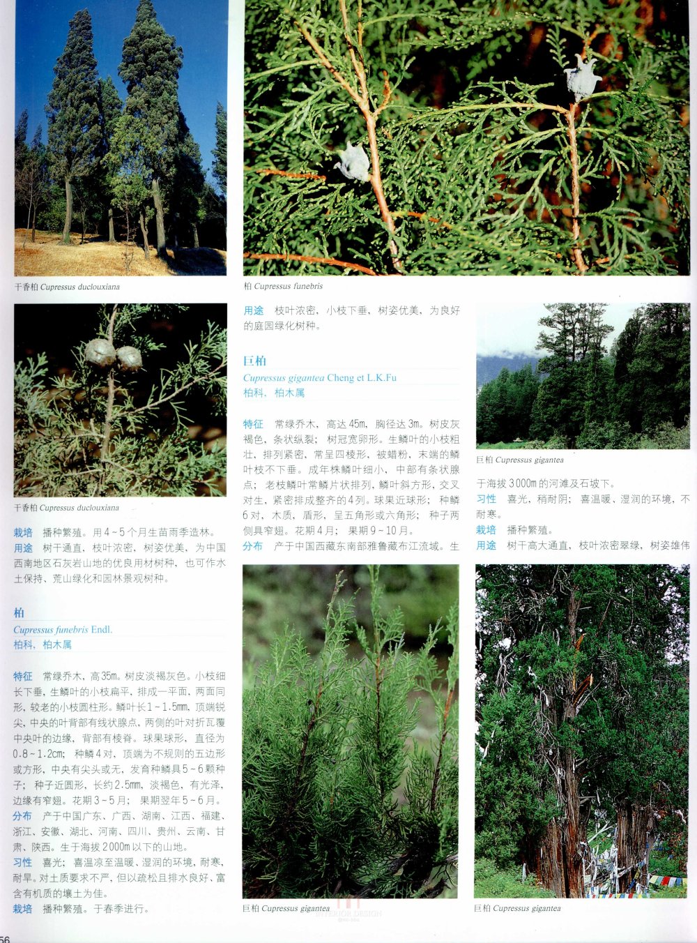 中国景观植物上(上)--H_0139.jpg