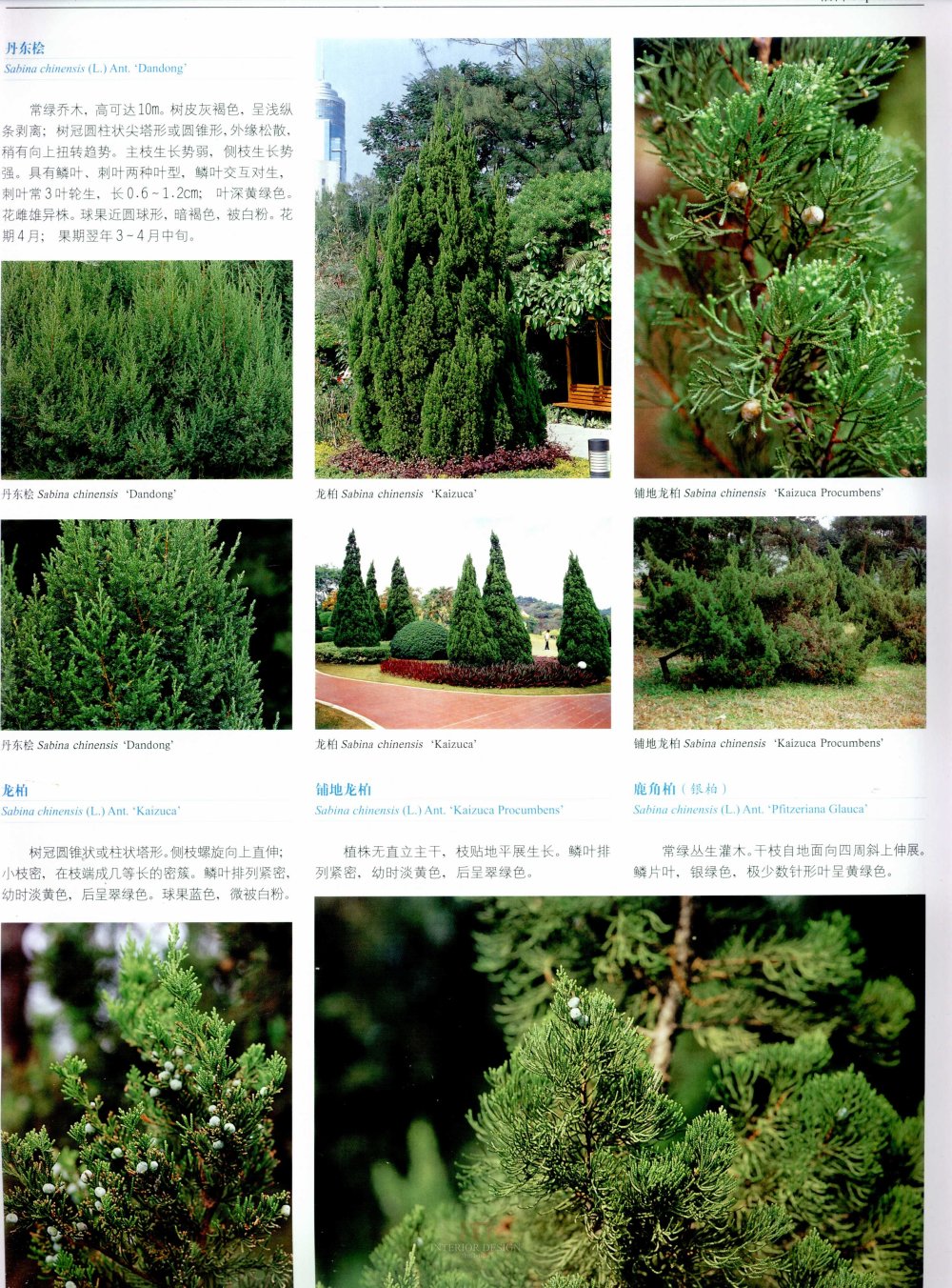 中国景观植物上(上)--H_0144.jpg
