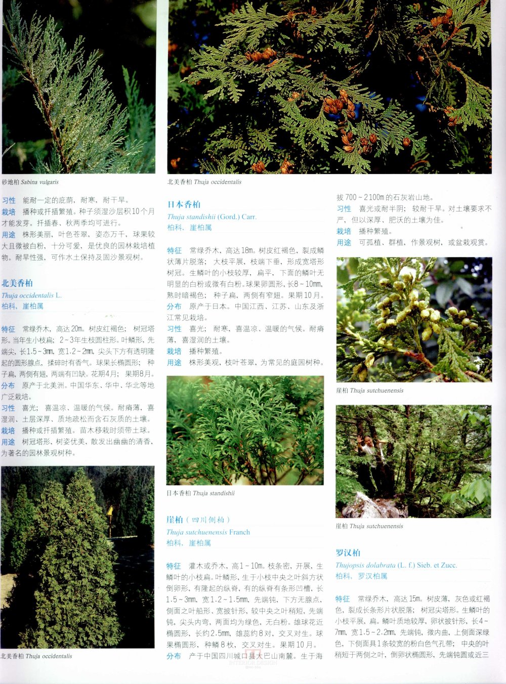 中国景观植物上(上)--H_0147.jpg