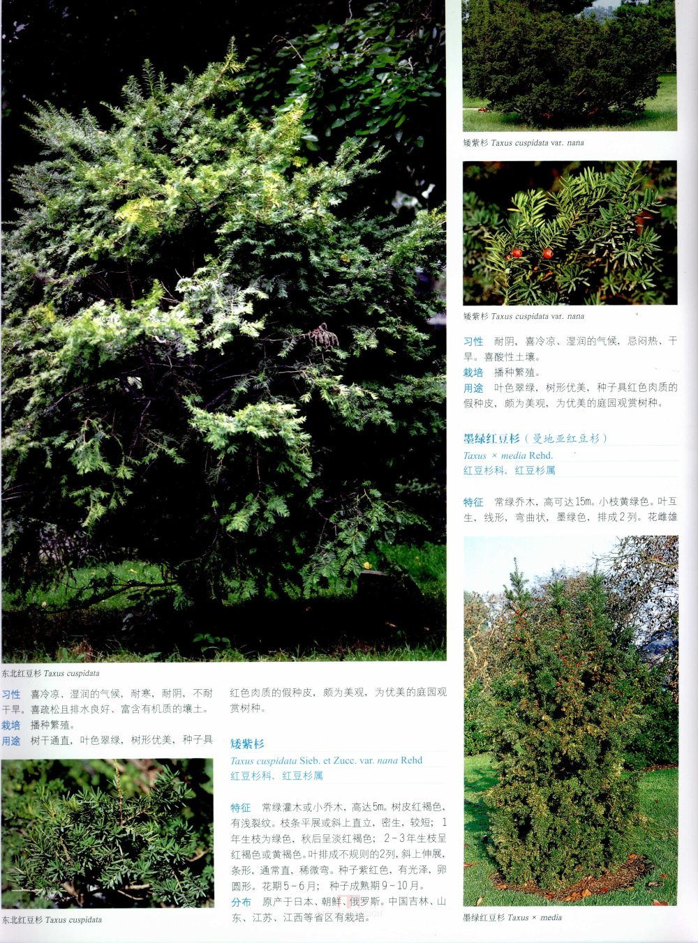 中国景观植物上(上)--H_0153.jpg