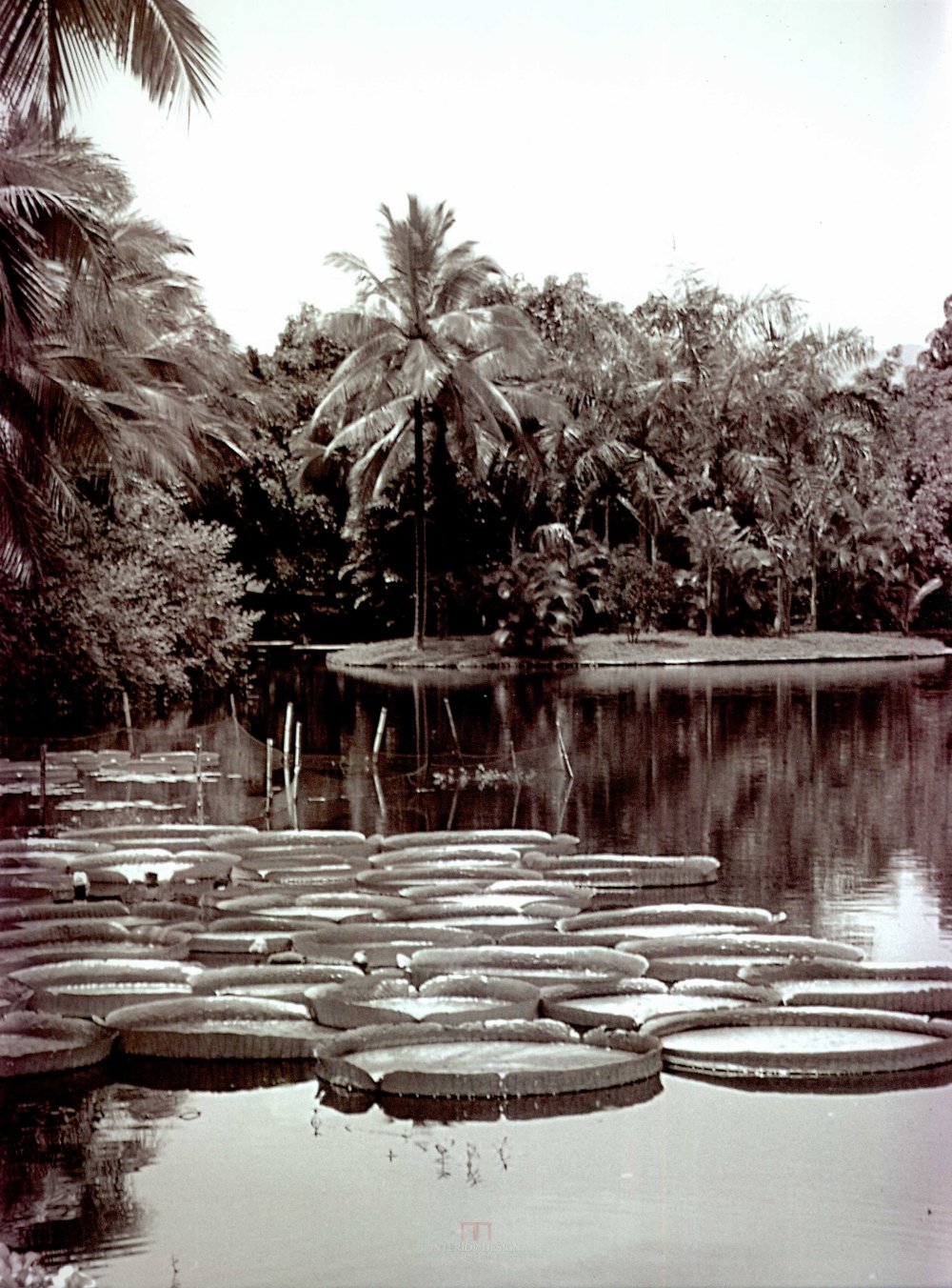 中国景观植物上(上)--H_0157.jpg