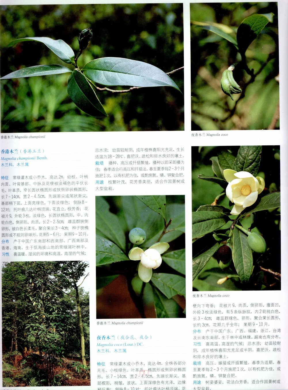 中国景观植物上(上)--H_0163.jpg