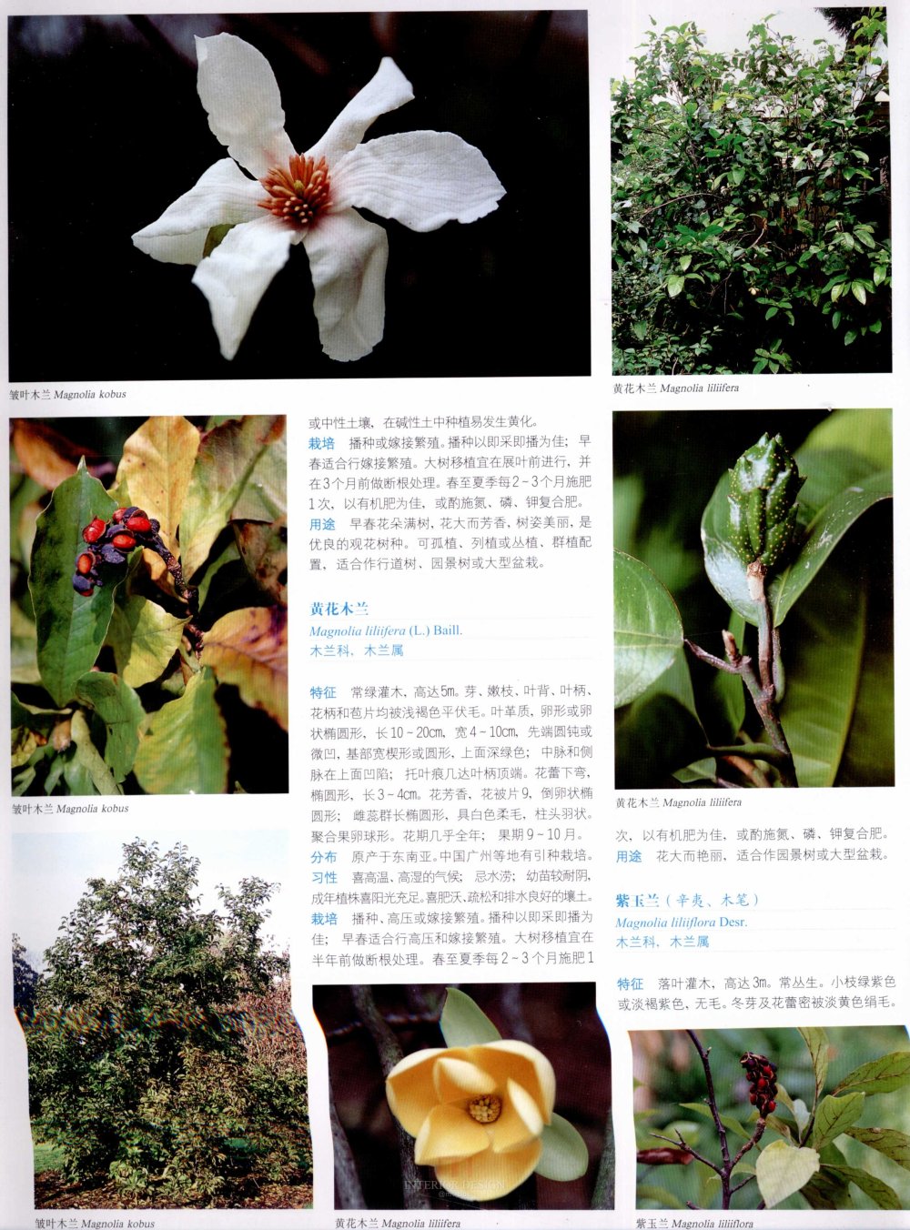 中国景观植物上(上)--H_0165.jpg