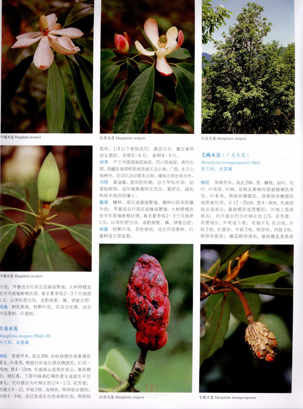 中国景观植物上(上)--H_0178.jpg