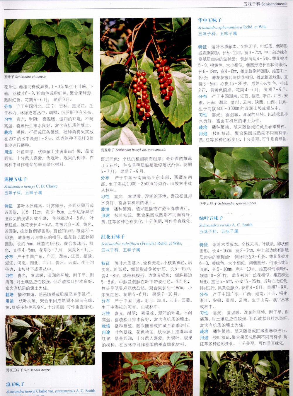 中国景观植物上(上)--H_0203.jpg