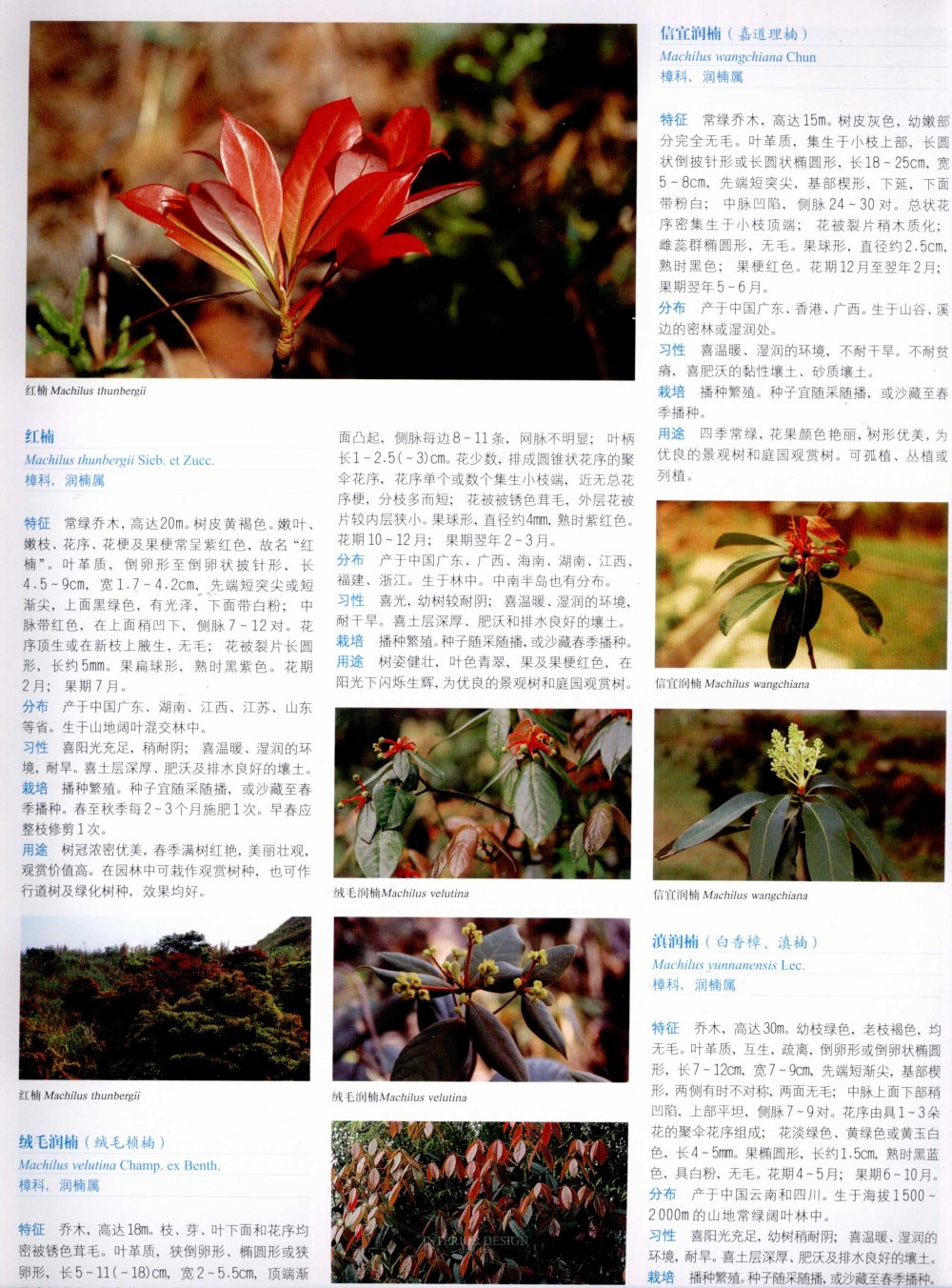 中国景观植物上(上)--H_0226.jpg