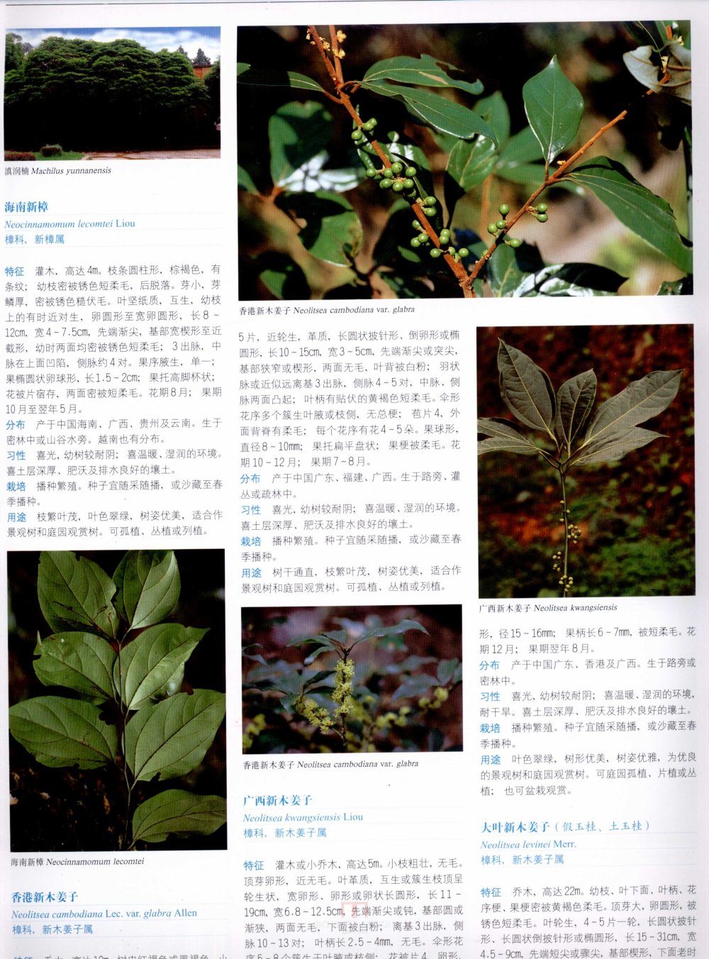 中国景观植物上(上)--H_0227.jpg