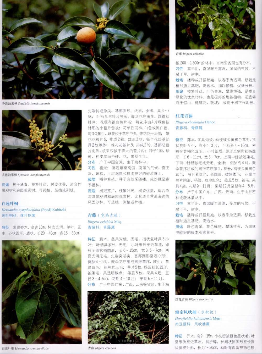 中国景观植物上(上)--H_0232.jpg