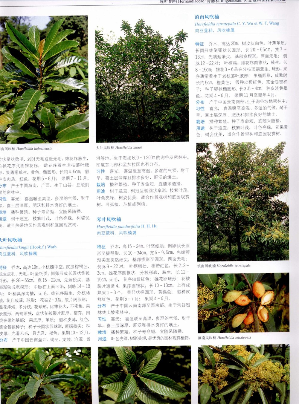中国景观植物上(上)--H_0233.jpg