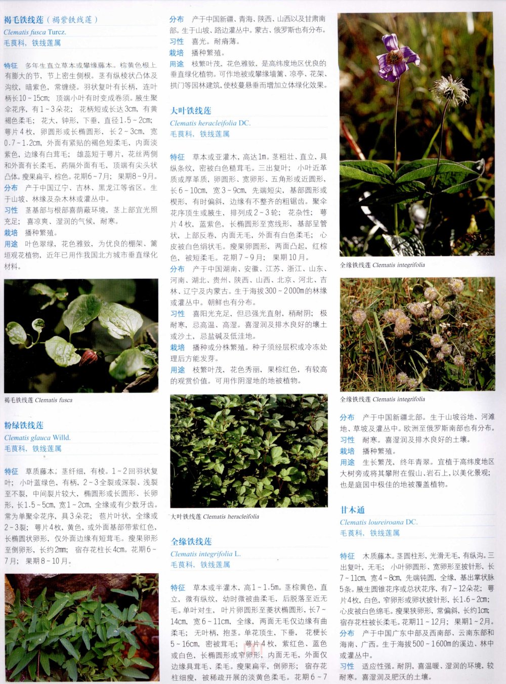 中国景观植物上(上)--H_0241.jpg