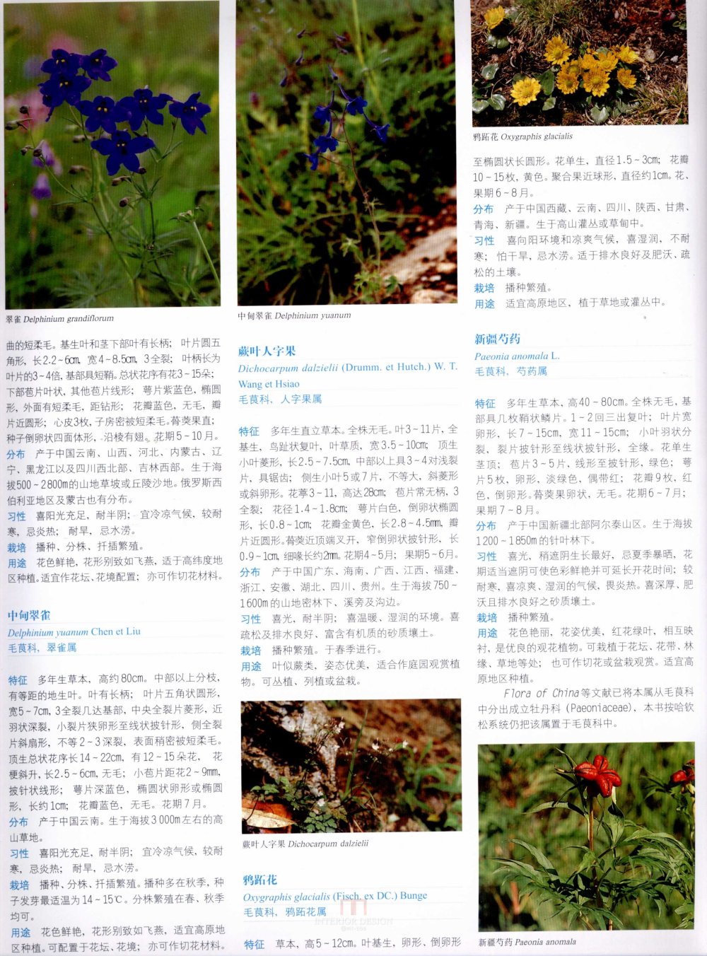 中国景观植物上(上)--H_0244.jpg