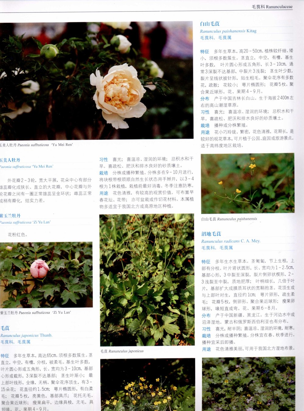 中国景观植物上(上)--H_0247.jpg