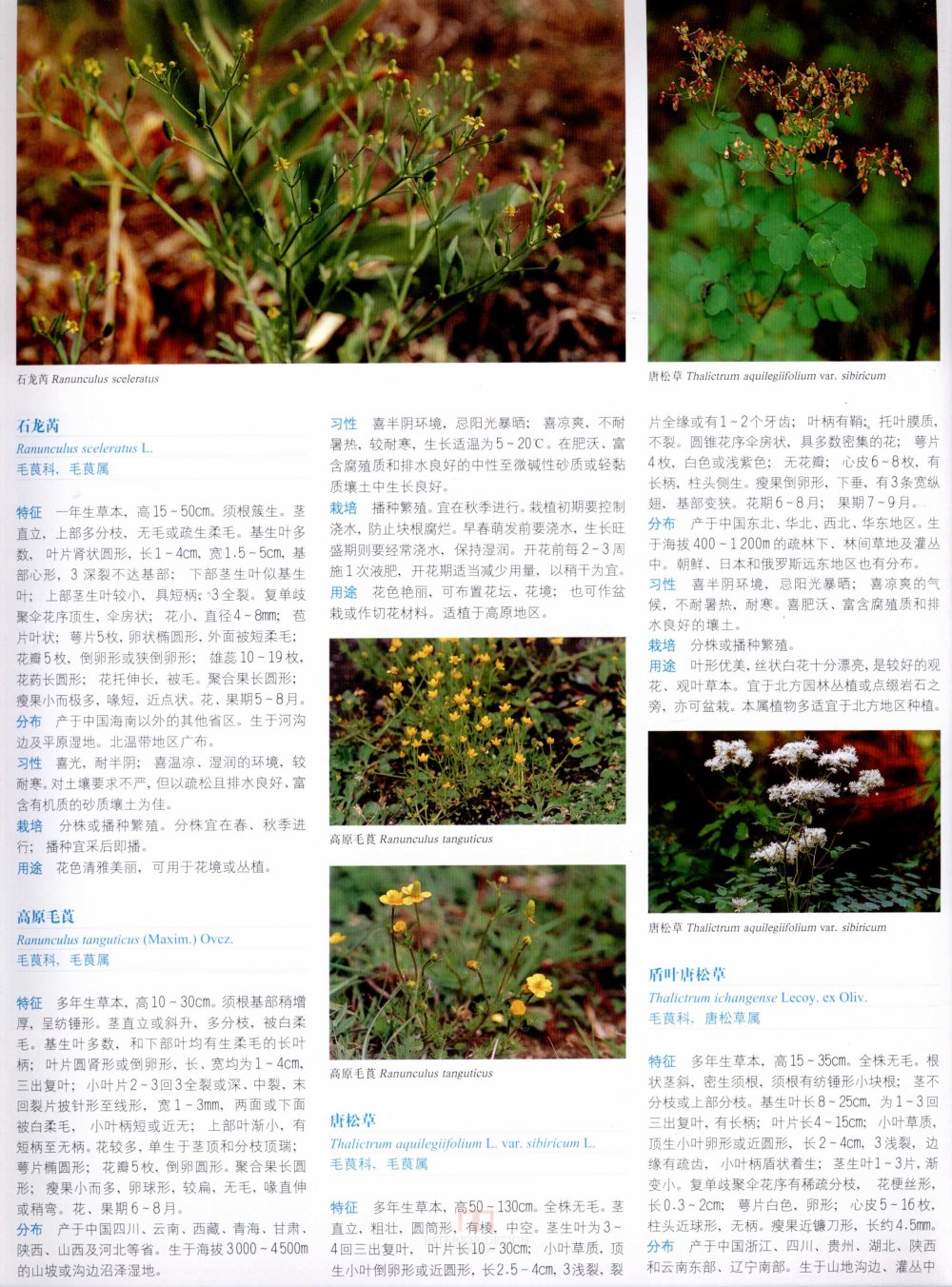 中国景观植物上(上)--H_0248.jpg
