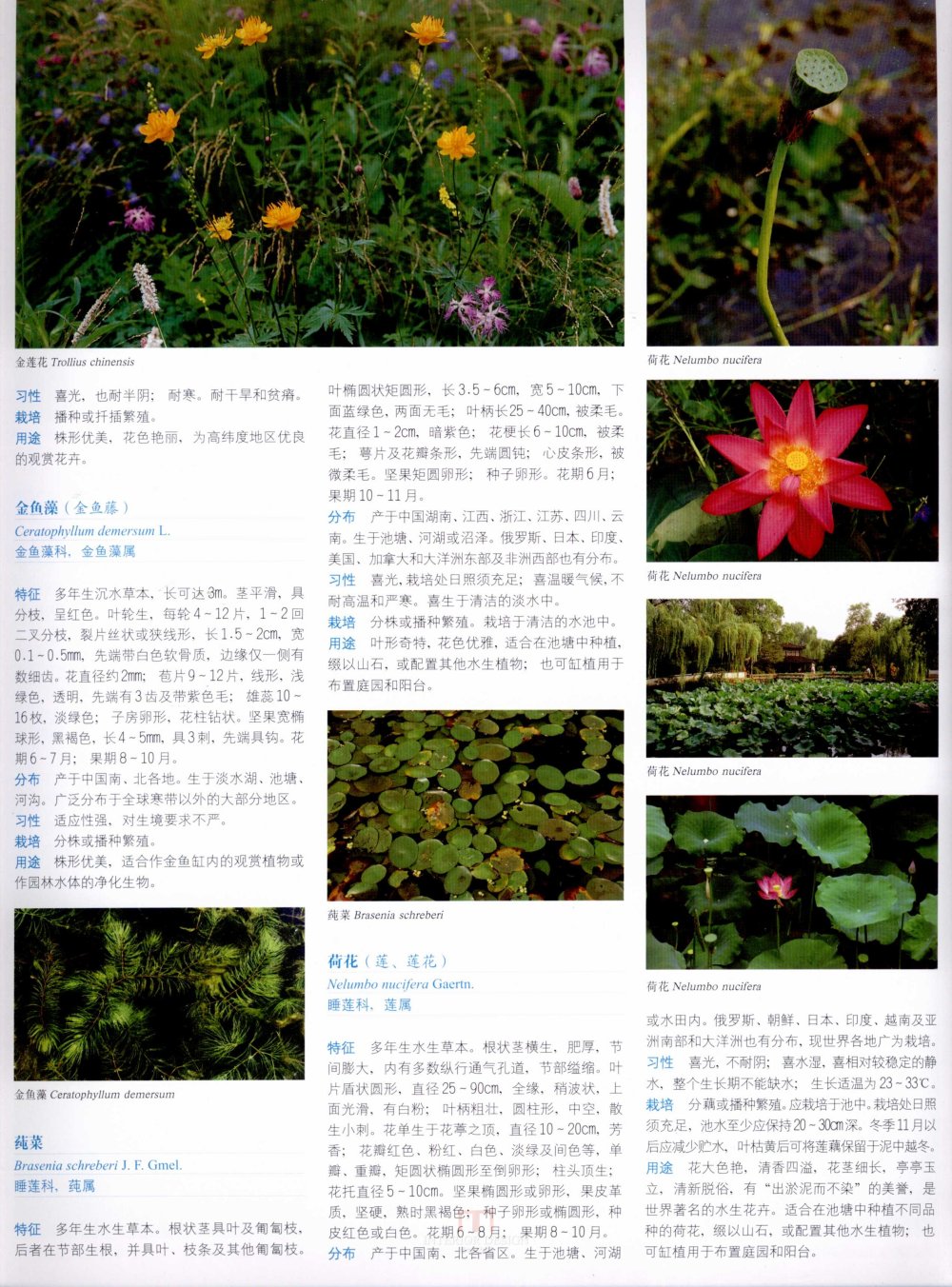 中国景观植物上(上)--H_0250.jpg