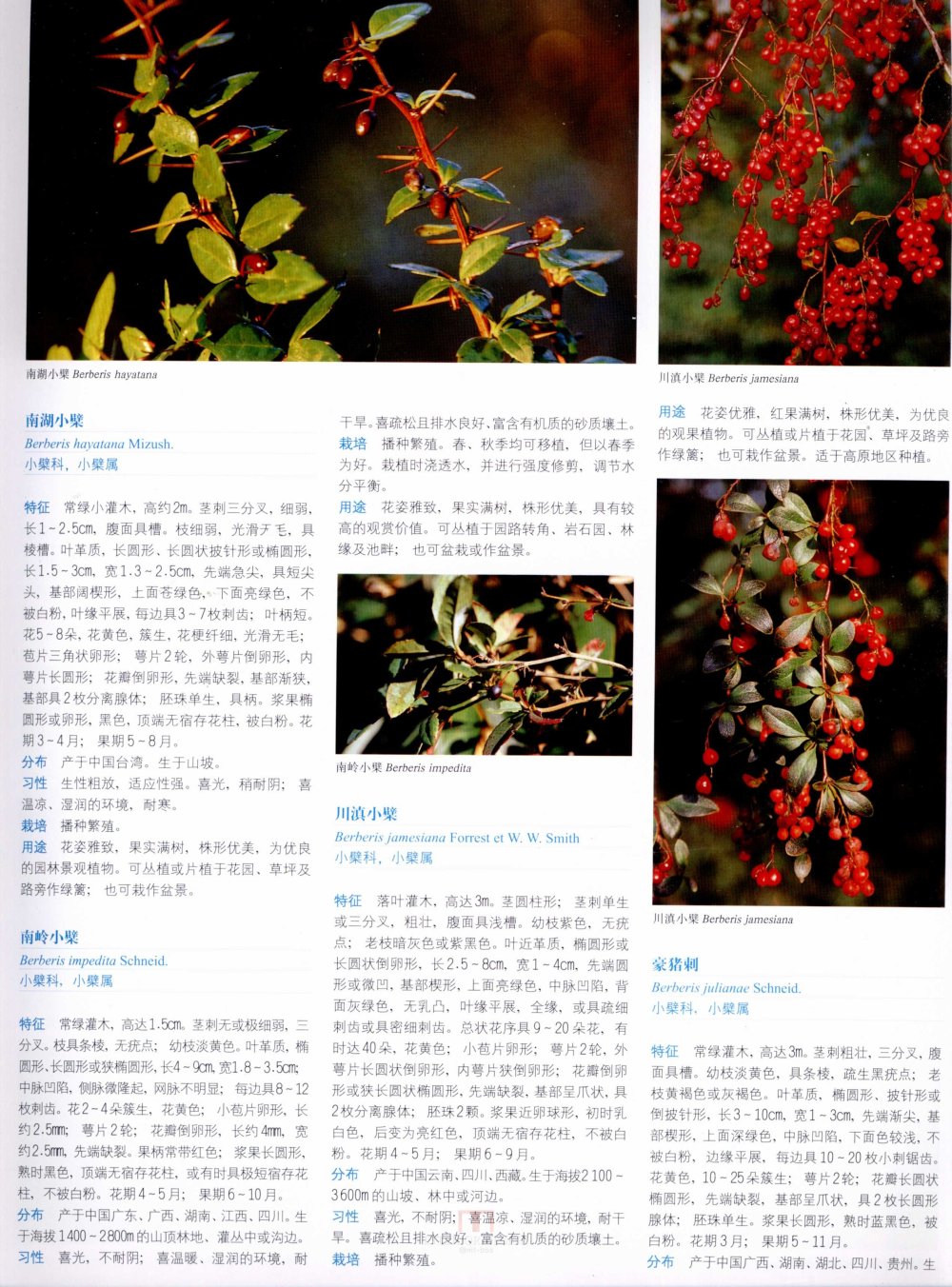 中国景观植物上(上)--H_0258.jpg