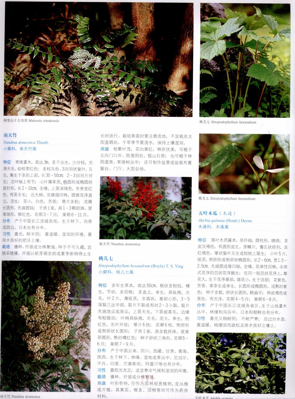 中国景观植物上(上)--H_0266.jpg