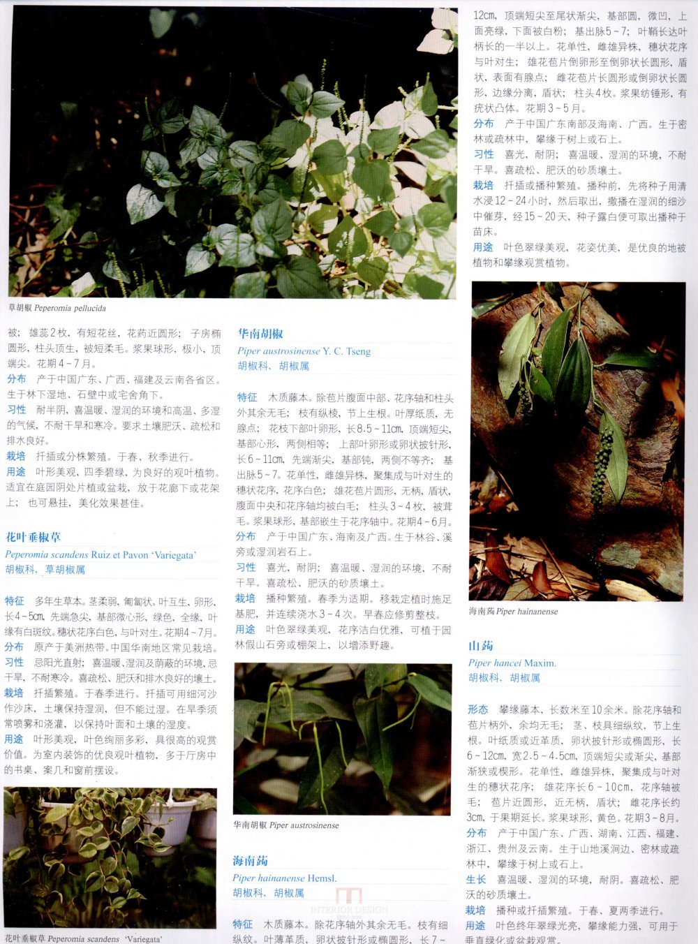 中国景观植物上(中)_0279.jpg