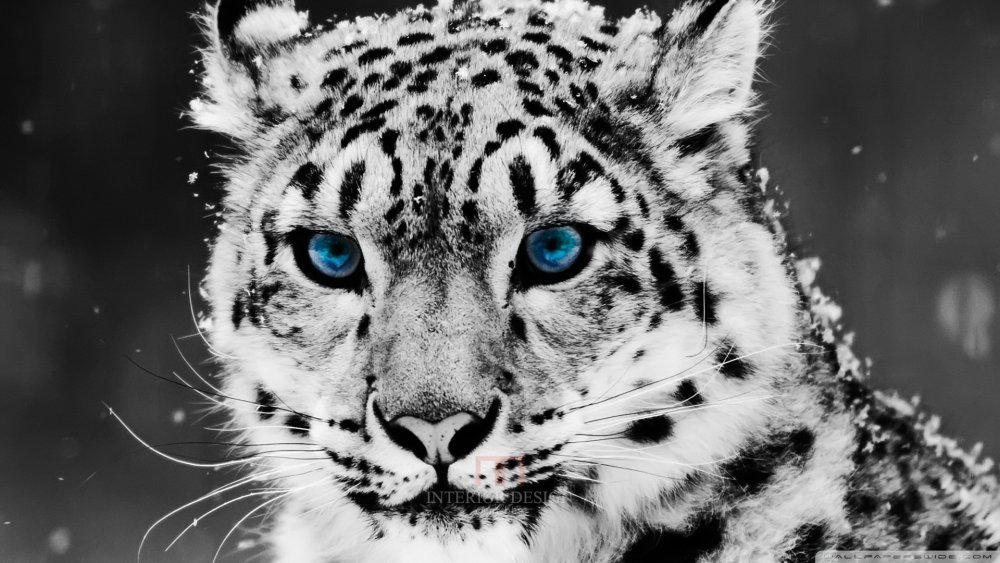 snow_leopard___black_and_white_portrait-wallpaper-1920x1080.jpg