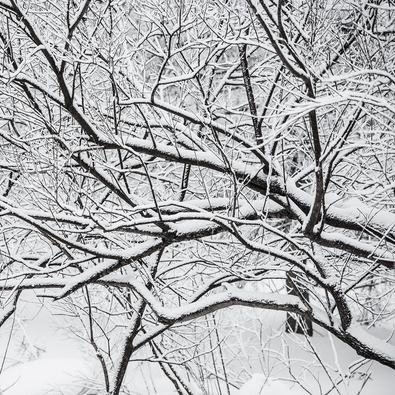 日本北海道坐忘林_DSC_4292-XL-snow-iced-trees.jpg