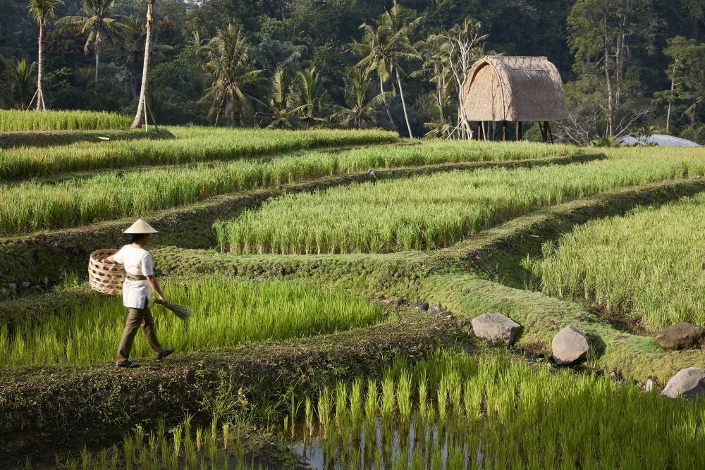 巴厘岛乌布丽思卡尔顿酒店 Mandapa Ritz Carlton Ubud Bali_Rice field.jpg