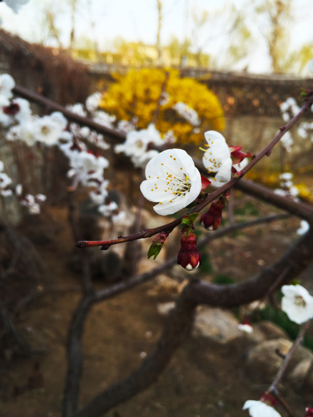 春天里的花花草草…_IMG_3588.JPG