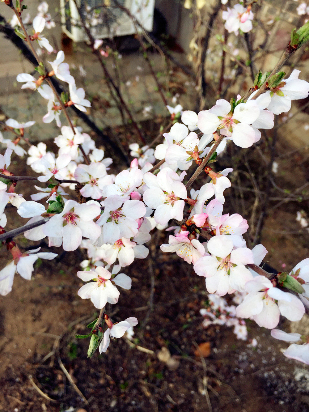 春天里的花花草草…_IMG_3679.JPG