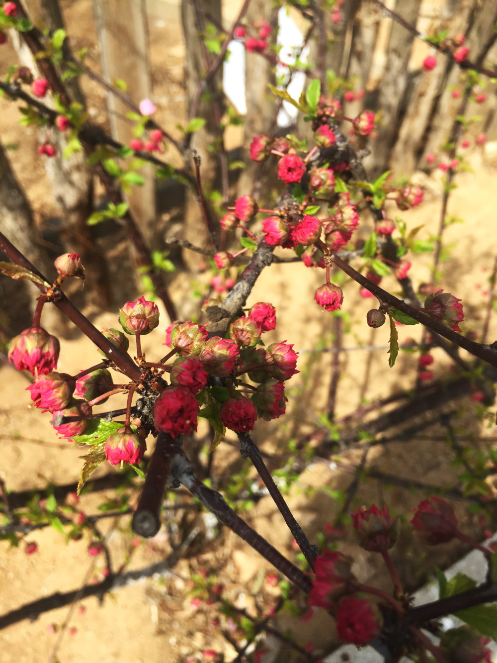 春天里的花花草草…_IMG_3703.JPG