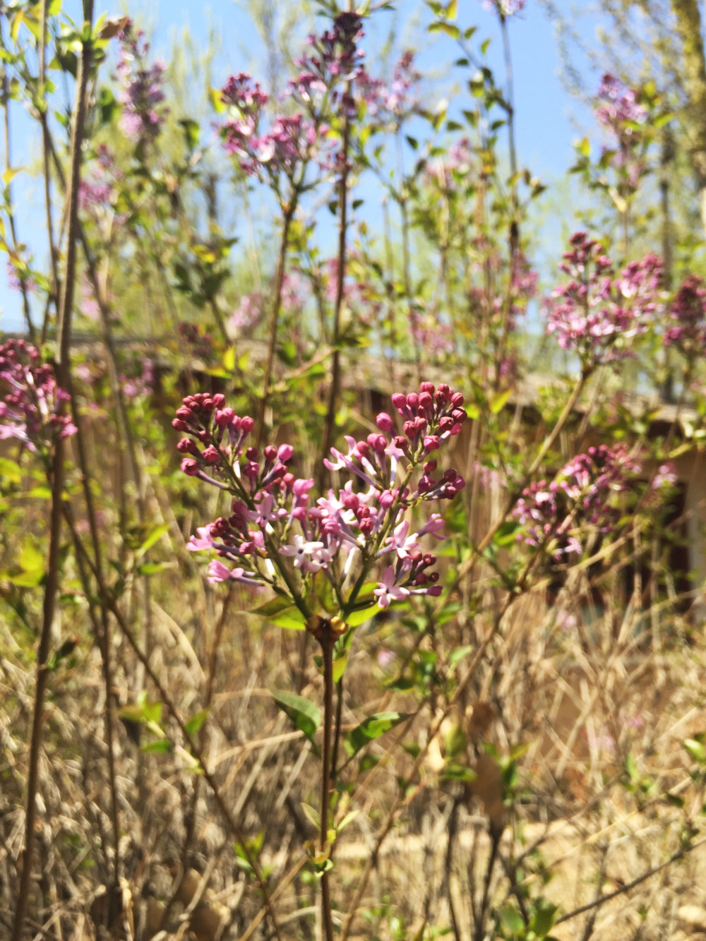 春天里的花花草草…_IMG_3753.JPG