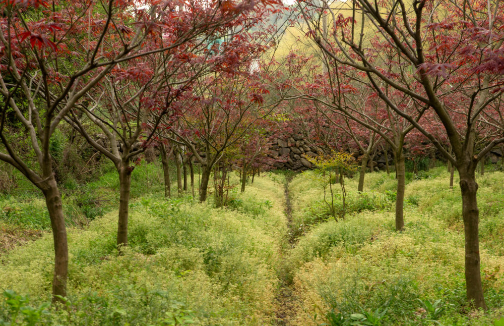 安吉阿丽拉度假酒店 Alila Anji_photo-gallery-alila-journey-mapple-tree.jpg