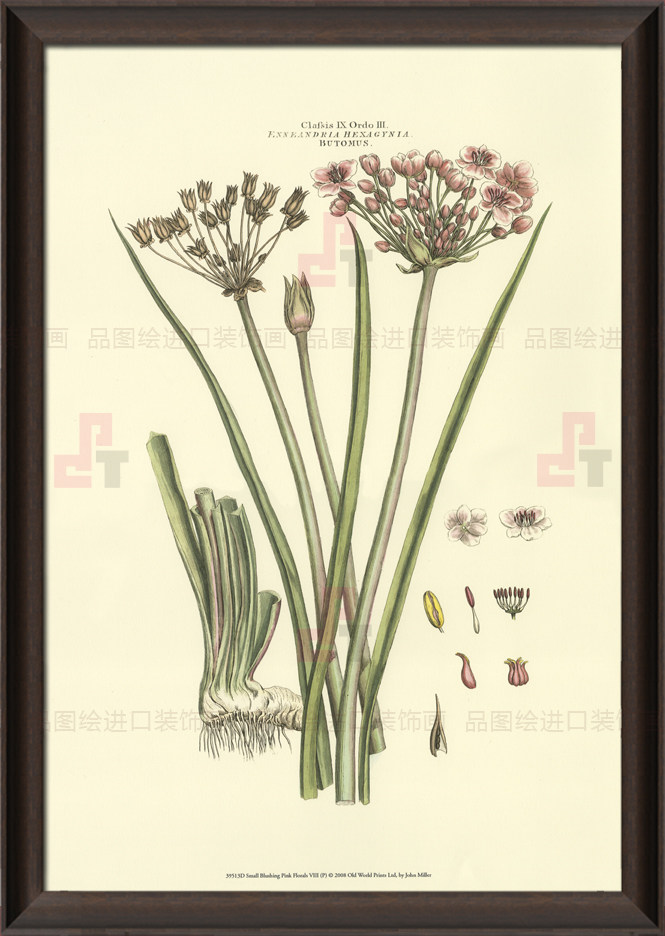 植物花卉 (196).jpg