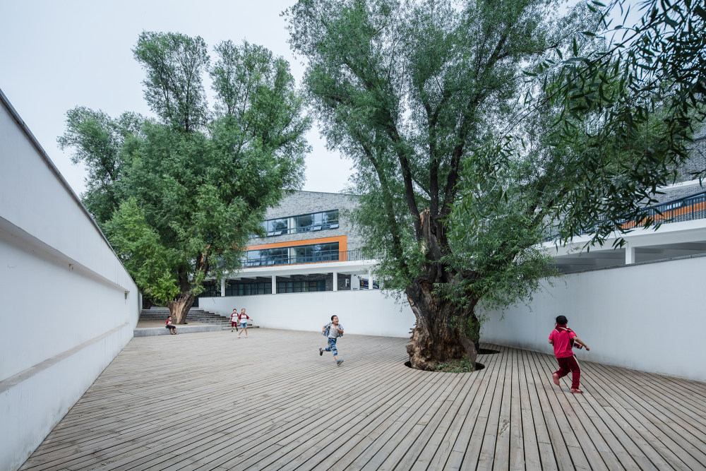 多彩的学校120-Division School_20_preserved_tree.jpg