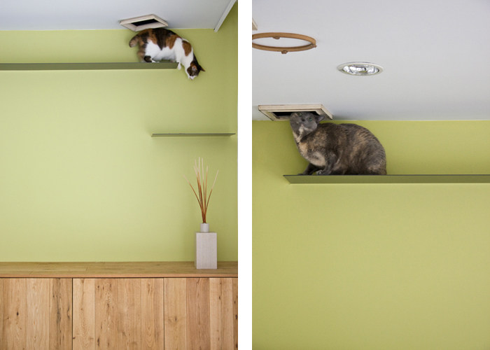 House for Coexistence with Cats_h4c005.jpg